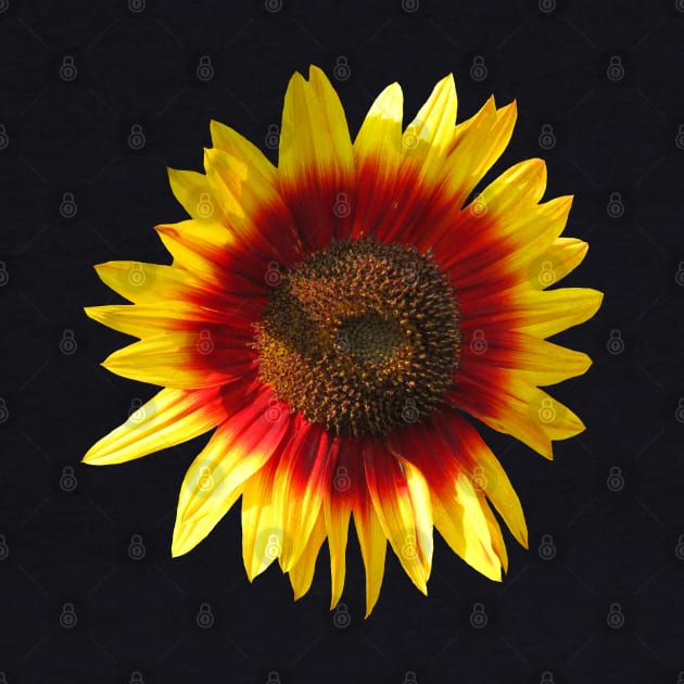 blooming sunflower, sunflowers, flowers, bloom by rh_naturestyles